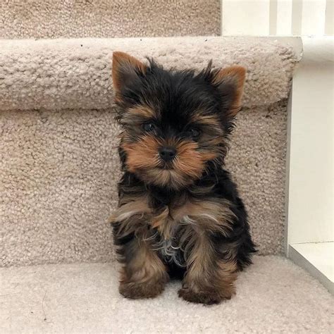 craigslist yorkie puppies for sale by owner